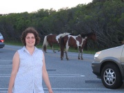 Highlight for Album: Assateague Camping Trip