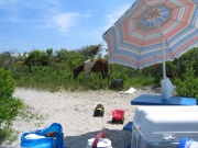 Horse at our Campsite