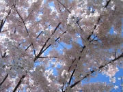 2005 04 09 CherryBlossoms IMG 5281