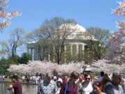 Highlight for Album: April 2005 - Nonna's Visit and Cherry Blossom Festival