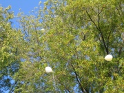 Courtyard_Fairwell_Party_IMG_0646.JPG