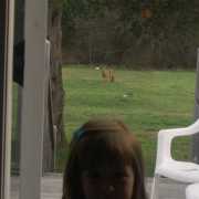 Chelsea and the deer in the back yard